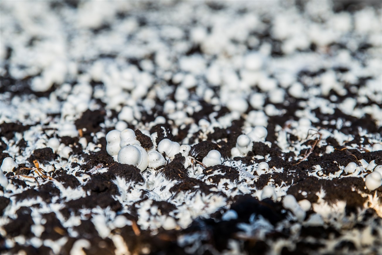 10Pcs 10×20" PVC Blanc de champignons grains Grow Sac substrat Haute Temp pré scellables 